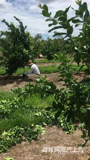 北京厨师司机装修工建筑工等管吃住海外劳务派遣欧洲澳洲发达国家 - 图片 6