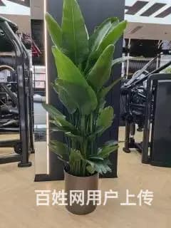 北京绿植租摆花卉租赁园林绿化 - 图片 3